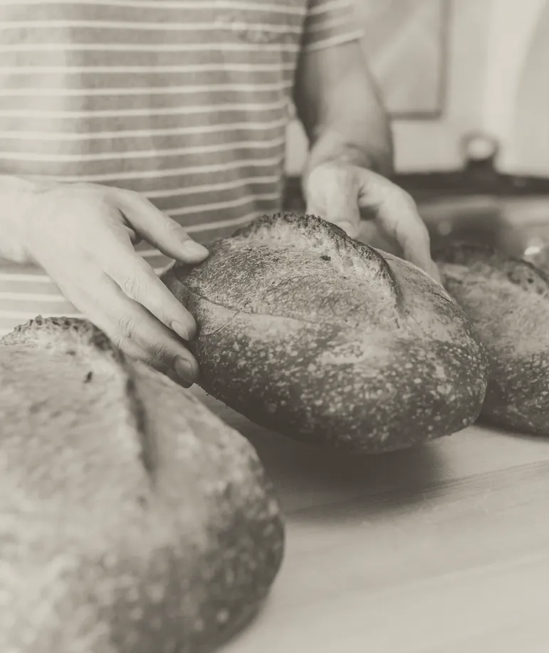 A baker's hands on a row of scored loaves, in sepia
