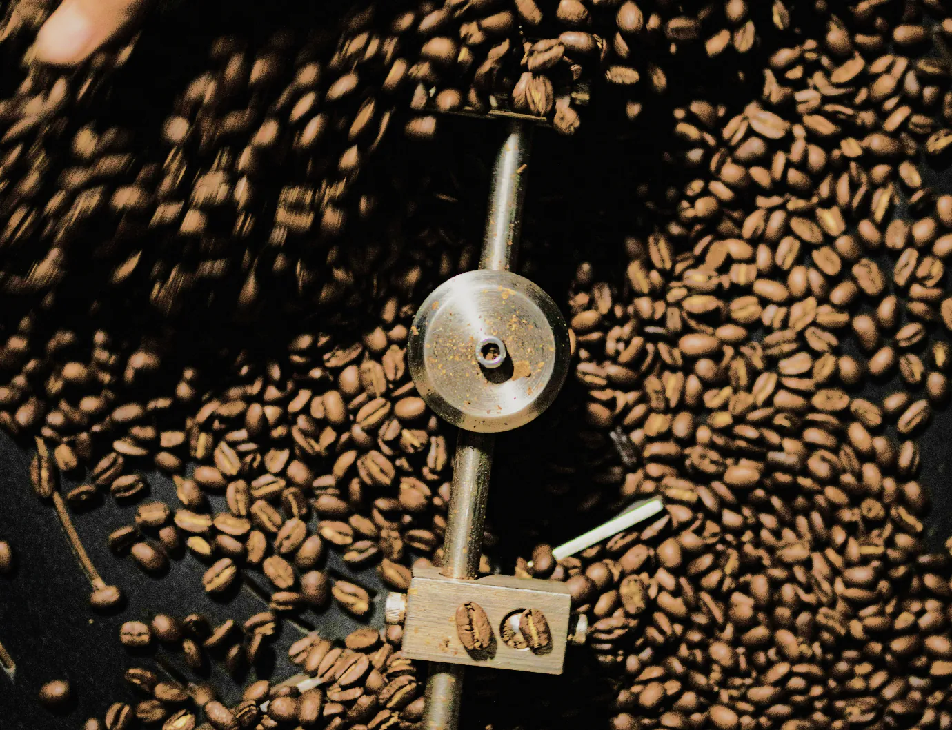 Freshly roasted coffee beans cooling on a roaster's tray
